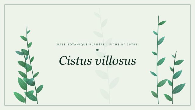 Cistus villosus : fiche descriptive et taxonomie Planche botanique stylisée de Cistus villosus
