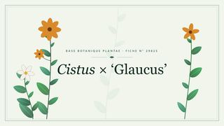 Planche botanique stylisée de Cistus × ‘Glaucus’