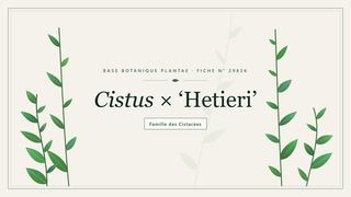 Planche botanique stylisée de Cistus × ‘Hetieri’, famille des Cistacées