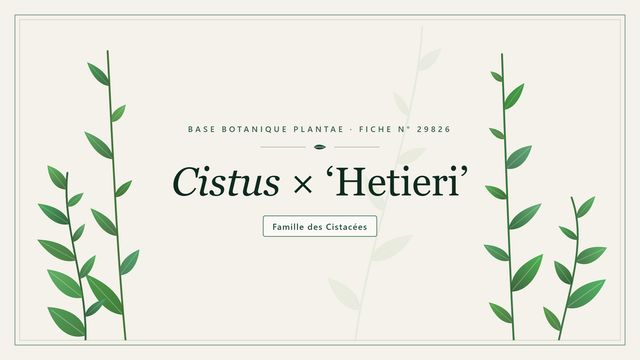 Cistus × hetieri : l'essentiel Planche botanique stylisée de Cistus × ‘Hetieri’, famille des Cistacées