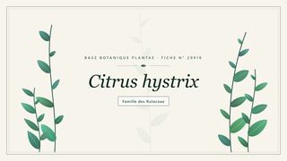 Planche botanique stylisée de Citrus hystrix, famille des Rutaceae