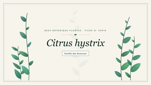 Citrus hystrix : notre analyse Planche botanique stylisée de Citrus hystrix, famille des Rutaceae