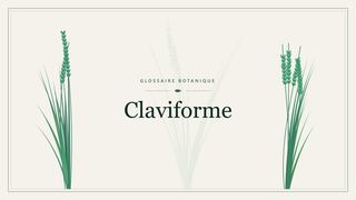Illustration botanique stylisée du terme « Claviforme » du glossaire