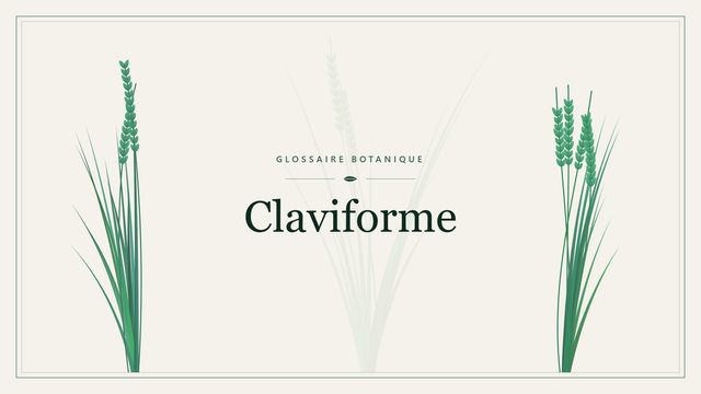 Claviforme : comment s'y retrouver Illustration botanique stylisée du terme « Claviforme » du glossaire