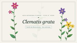Planche botanique stylisée de Clematis grata, famille des Renonculacées