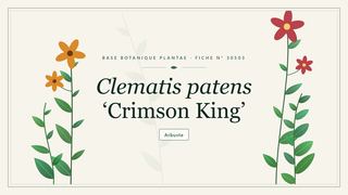 Planche botanique stylisée de Clematis patens ‘Crimson King’