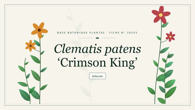 Clematis patens grp crimson king Planche botanique stylisée de Clematis patens ‘Crimson King’