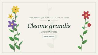 Planche botanique stylisée de Cleome grandis (Grande Cléome)