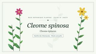 Planche botanique stylisée de Cleome spinosa (Cleome épineux), famille des Cléomacées