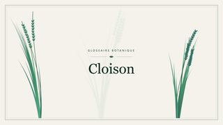 Illustration botanique stylisée du terme « Cloison » du glossaire