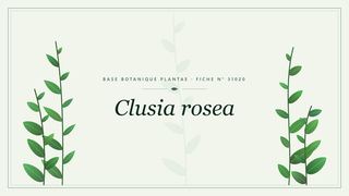 Planche botanique stylisée de Clusia rosea