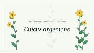 Planche botanique stylisée de Cnicus argemone