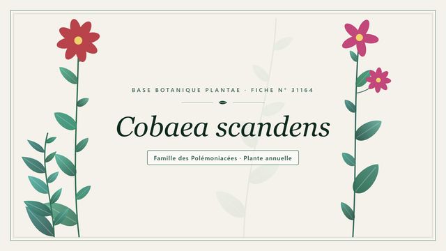 Cobaea scandens : repères utiles Planche botanique stylisée de Cobaea scandens, famille des Polémoniacées