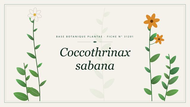 Coccothrinax sabana : fiche descriptive et taxonomie Planche botanique stylisée de Coccothrinax sabana