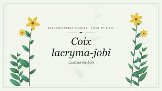 Planche botanique stylisée de Coix lacryma-jobi (Larmes de Job)
