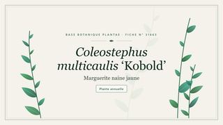 Planche botanique stylisée de Coleostephus multicaulis ‘Kobold’ (Marguerite naine jaune)