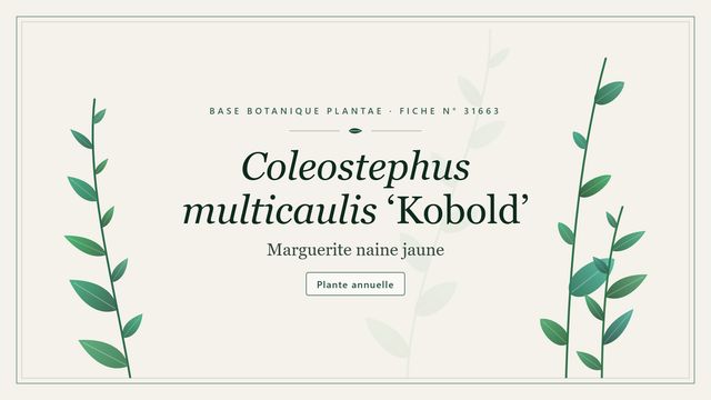 Coleostephus multicaulis kobold Planche botanique stylisée de Coleostephus multicaulis ‘Kobold’ (Marguerite naine jaune)