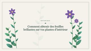 Visuel botanique stylisé : Comment obtenir des feuilles brillantes sur vos plantes d’intérieur