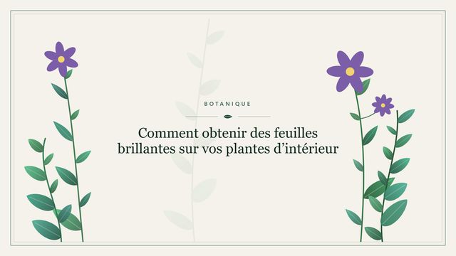 Comment obtenir des feuilles brillantes sur vos plantes d'intérieur Visuel botanique stylisé : Comment obtenir des feuilles brillantes sur vos plantes d’intérieur