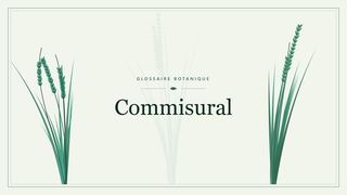 Illustration botanique stylisée du terme « Commisural » du glossaire