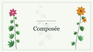 Illustration botanique stylisée du terme « Composée » du glossaire