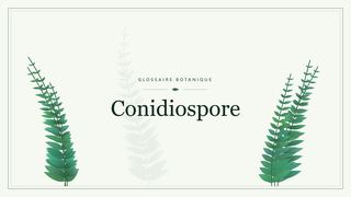 Illustration botanique stylisée du terme « Conidiospore » du glossaire