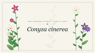 Planche botanique stylisée de Conyza cinerea