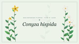 Planche botanique stylisée de Conyza hispida