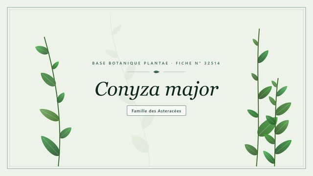 Conyza major : ce qu'il faut savoir Planche botanique stylisée de Conyza major, famille des Asteracées
