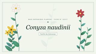 Planche botanique stylisée de Conyza naudinii, famille des Asteraceae