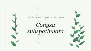 Planche botanique stylisée de Conyza subspathulata