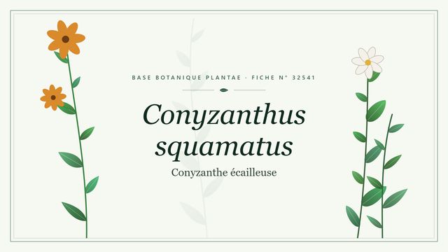 Conyzanthus squamatus : comment s'y retrouver Planche botanique stylisée de Conyzanthus squamatus (Conyzanthe écailleuse)