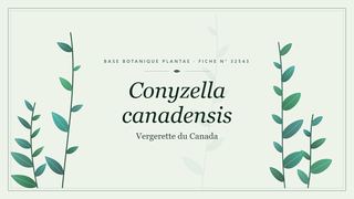 Planche botanique stylisée de Conyzella canadensis (Vergerette du Canada)