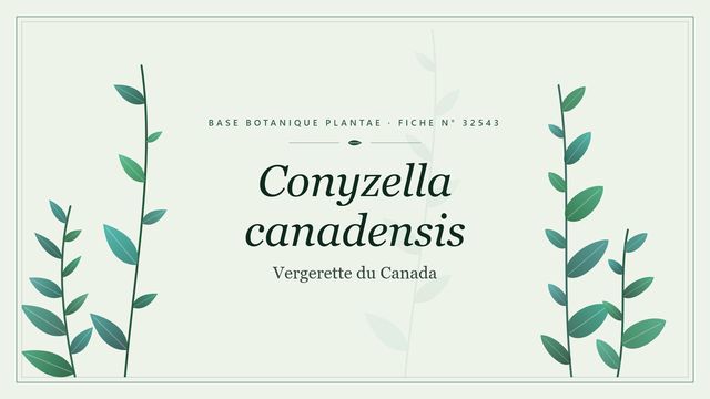 Conyzella canadensis : les bases Planche botanique stylisée de Conyzella canadensis (Vergerette du Canada)