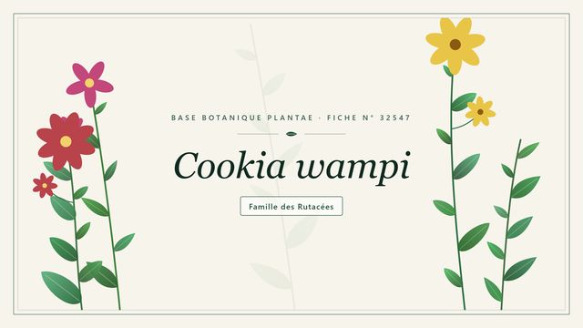 Cookia wampi : l'essentiel Planche botanique stylisée de Cookia wampi, famille des Rutacées