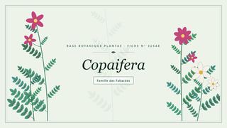 Planche botanique stylisée de Copaifera, famille des Fabacées