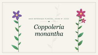 Planche botanique stylisée de Coppoleria monantha