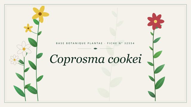 Coprosma cookei : fiche descriptive et taxonomie Planche botanique stylisée de Coprosma cookei