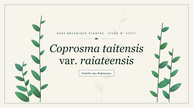 Coprosma taitensis var. raiateensis : le coprosma de Raiatea Planche botanique stylisée de Coprosma taitensis var. raiateensis, famille des Rubiacées