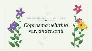 Planche botanique stylisée de Coprosma velutina var. andersonii