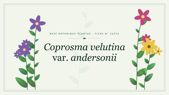 Coprosma velutina var. andersonii : fiche descriptive et taxonomie Planche botanique stylisée de Coprosma velutina var. andersonii