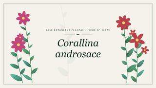 Planche botanique stylisée de Corallina androsace