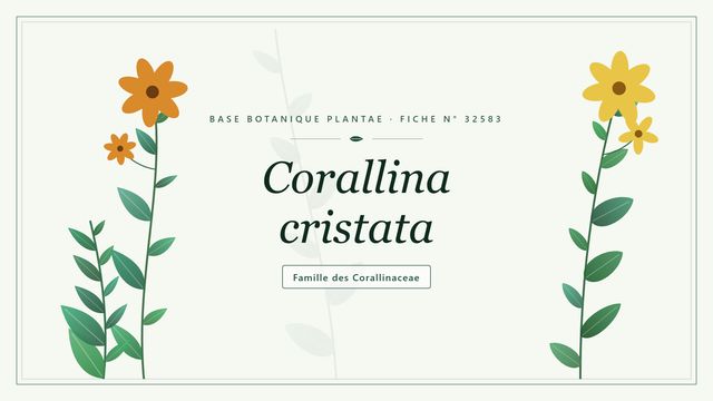 Corallina cristata : repères utiles Planche botanique stylisée de Corallina cristata, famille des Corallinaceae