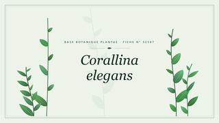 Planche botanique stylisée de Corallina elegans
