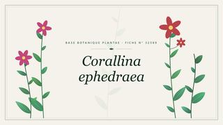 Planche botanique stylisée de Corallina ephedraea