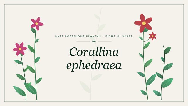 Corallina ephedraea : description, culture et usages ornementaux Planche botanique stylisée de Corallina ephedraea