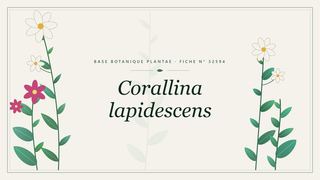 Planche botanique stylisée de Corallina lapidescens