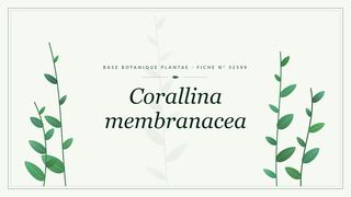 Planche botanique stylisée de Corallina membranacea