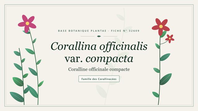 Corallina officinalis var. compacta Planche botanique stylisée de Corallina officinalis var. compacta (Coralline officinale compacte), famille des Corallinacées