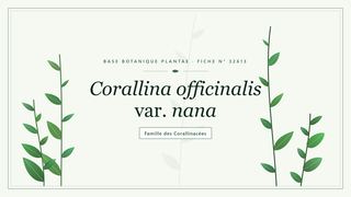 Planche botanique stylisée de Corallina officinalis var. nana, famille des Corallinacées